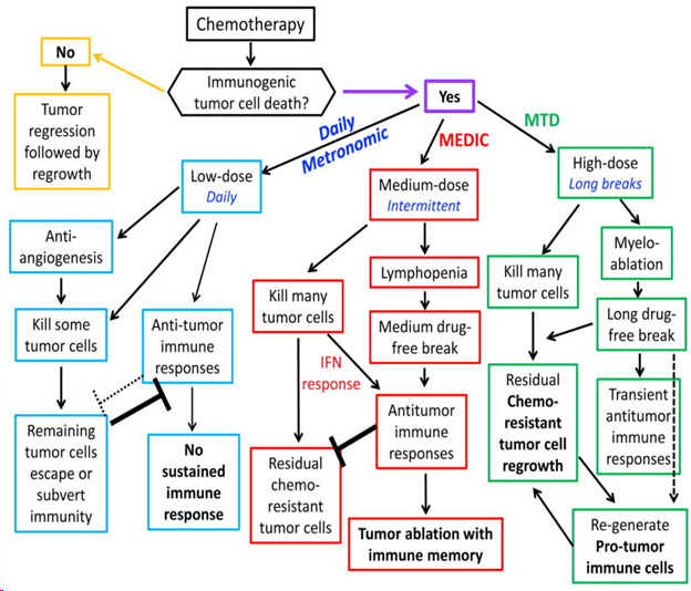 Medium Dose Chemotherapy